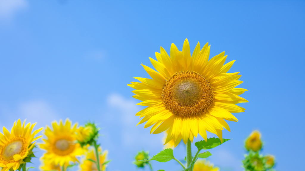 ヒマワリの花画像